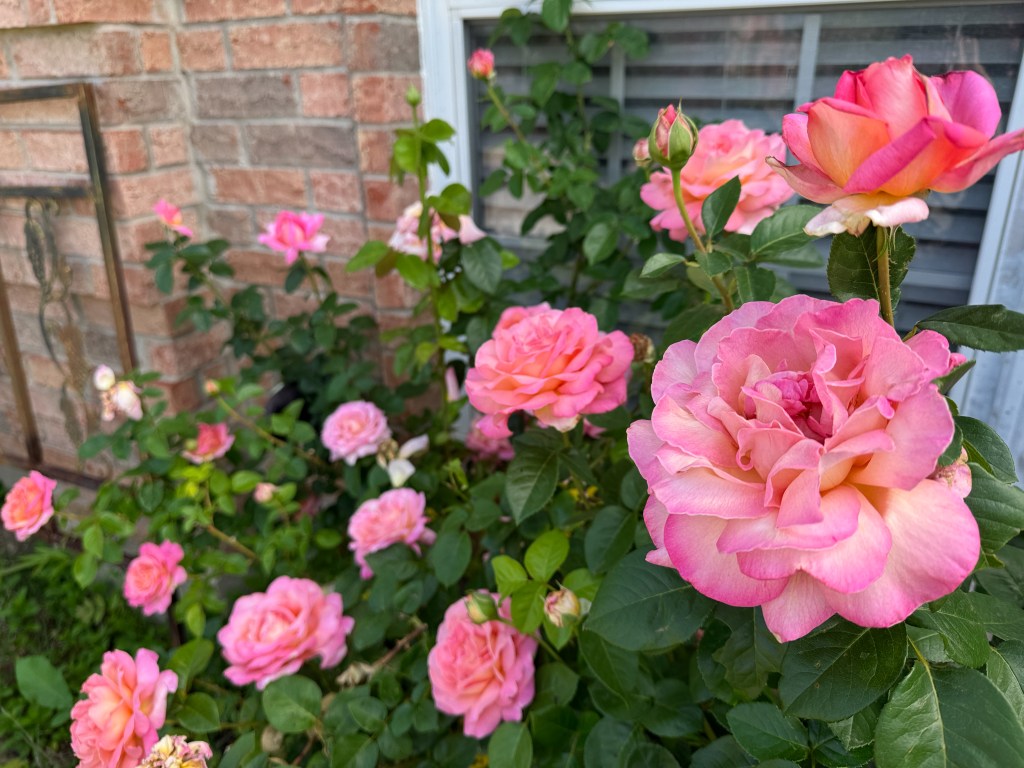 Chicago Peace Rose
